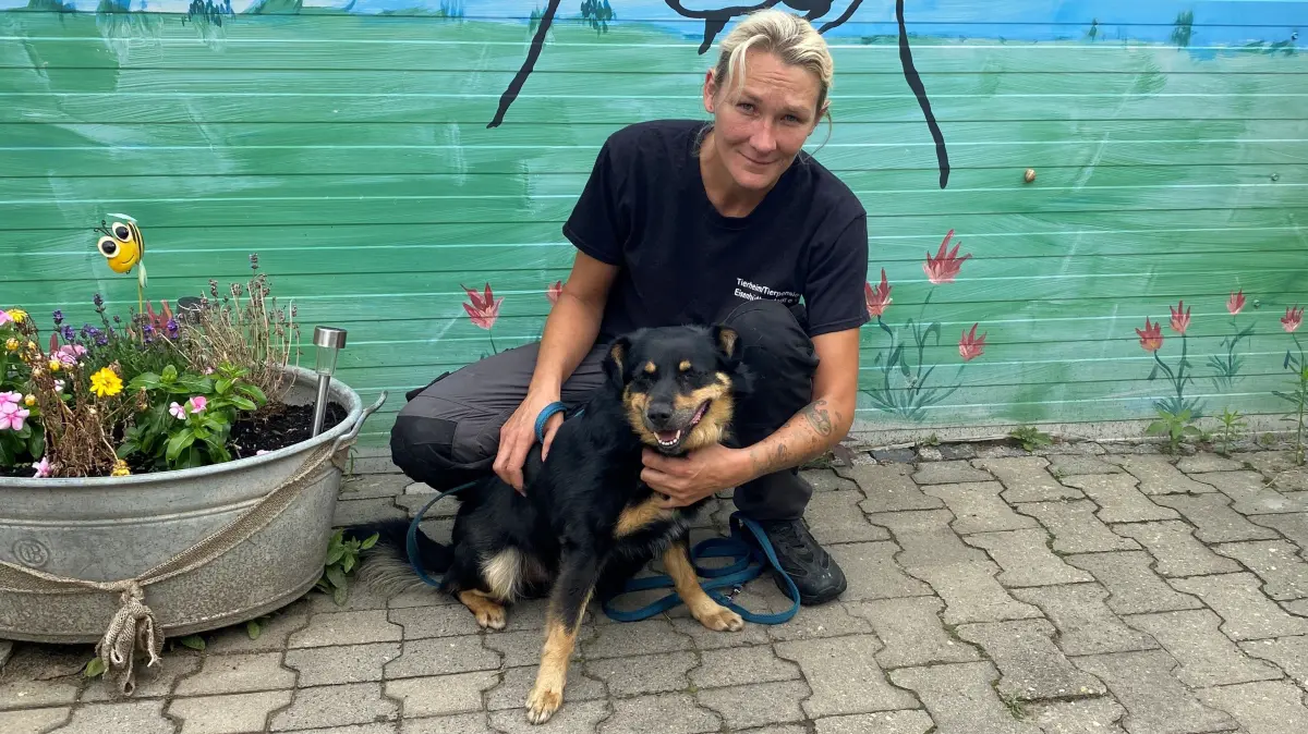 Sehnt sich nach schwerem Verlust nach einem neuen Zuhause: der siebenjährige Rüde Bodo. Er ist im Tierheim an der Oderlandstraße in Eisenhüttenstadt untergebracht. Mitarbeiterion Kathleen Bonack hilft ihm bei der Vermittlung.