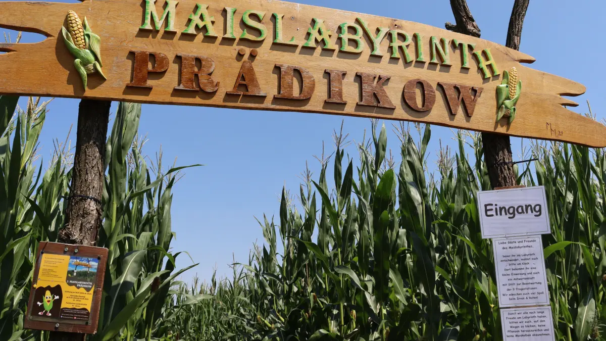Das beliebte Maislabyrinth in Prädikow startet wieder in eine neue Saison - mit besonderem Auftakt.