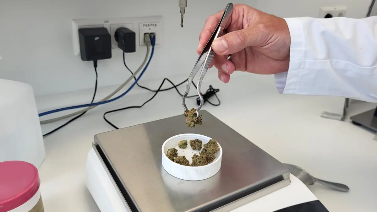 Cannabis-Blüten der Sorte Sativa im Labor der Tübinger Pharmaphant Apotheke. Medizinisches Cannabis kann entweder geraucht oder mittels eines Verdampfers inhaliert werden. Verdampfen hat die Vorteile, dass die Dosierung genauer eingestellt werden kann und auch das Inhalieren von Rauch wegfällt. Symbolbild Cannabis