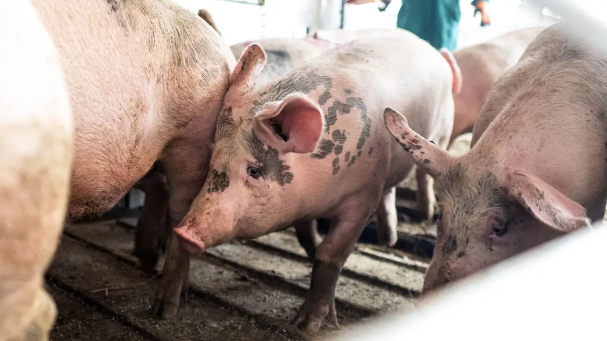 Urteil im Prozess um heimliche Videos vom Schlachthof: 16.07.2025, Niedersachsen, Lohne: Schweine werden in einem Transporter zum Schlachthof Brand Qualitätsfleisch gebracht. Zwei Aktivisten waren im Frühjahr 2024 in den Betrieb in Lohne (Landkreis Vechta) eingedrungen und machten Aufnahmen von der Betäubung von Schweinen. Sie begingen Hausfriedensbruch und müssen dafür zahlen, urteilte das Landgericht Oldenburg. Foto: Sina Schuldt/dpa +++ dpa-Bildfunk +++