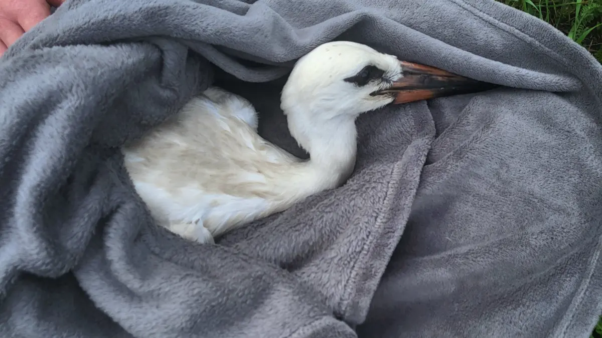 Sanft in eine Decke gehüllt: der verletzte Storch in Hohenwutzen
