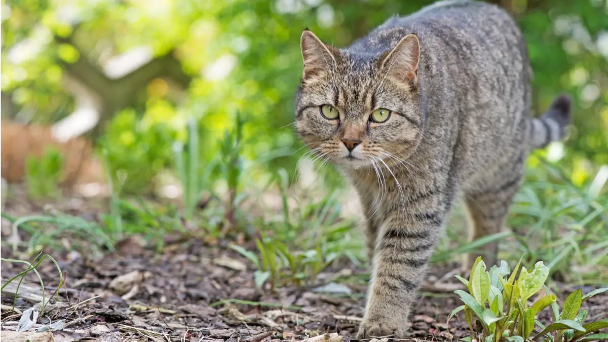 ARCHIV - Freigänger-Katzen können im Frühling zur Gefahr für flügge werdende Jungvögel werden. (zu dpa: «Warum Sie Ihre Katze jetzt besser nicht ins Freie lassen») Foto: Franziska Gabbert/dpa-tmn/dpa - Honorarfrei nur für Bezieher des dpa-Themendienstes +++ dpa-Themendienst +++