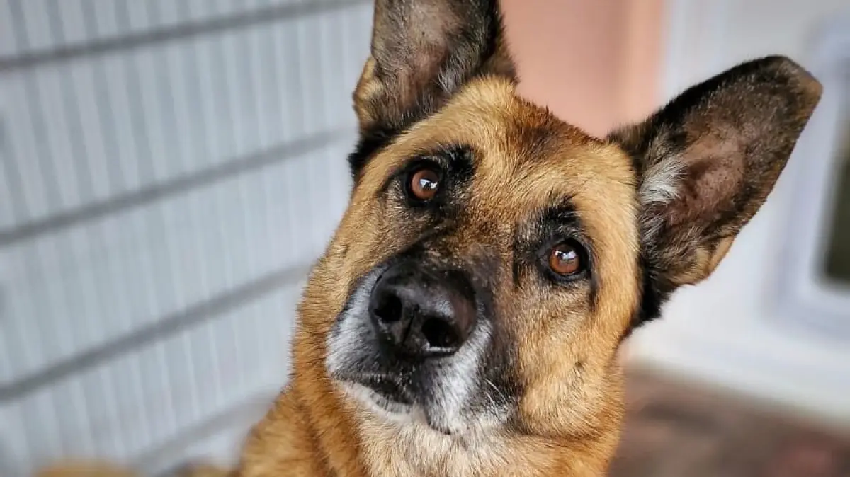 Der Belgische Schäferhund Phex ist schon seit über sechs Jahren im Tierheim Tornow.