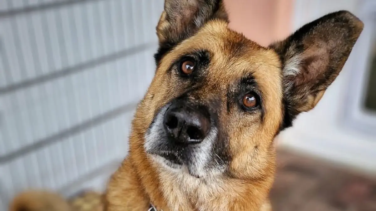 Der Belgische Schäferhund Phex ist schon seit über sechs Jahren im Tierheim Tornow.