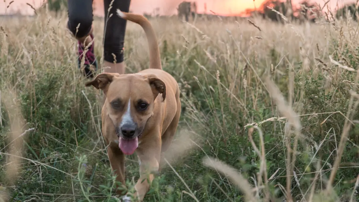 Frau geht mit ihrem Hund spazieren: ILLUSTRATION - Vorsicht beim Spaziergang: Kommt ein Tier mit dem Saft des Riesenbärenklau in Berührung, können die Symptome sehr unangenehm und schmerzhaft sein. (zu dpa: «Riesenbärenklau kann für Hund und Katze gefährlich werden») Foto: Robert Günther/dpa-tmn - Honorarfrei nur für Bezieher des dpa-Themendienstes +++ dpa-Themendienst +++