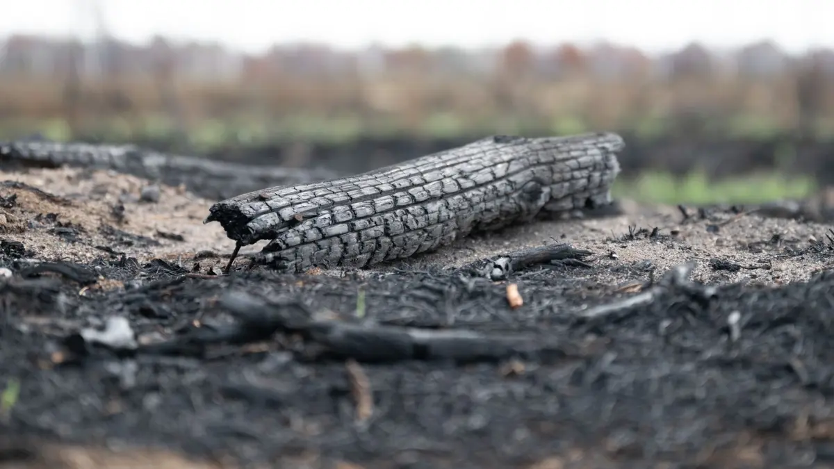 Auswirkungen Waldbrand Gohrischheide: 25.07.2025, Sachsen, Zeithain: Brandschäden des Waldbrandes in der Gohrischheide. Rund 2.400 Hektar des Naturschutzgebietes waren vom größten Waldbrand der vergangenen Jahrzehnte in Sachsen betroffen. Foto: Sebastian Kahnert/dpa +++ dpa-Bildfunk +++