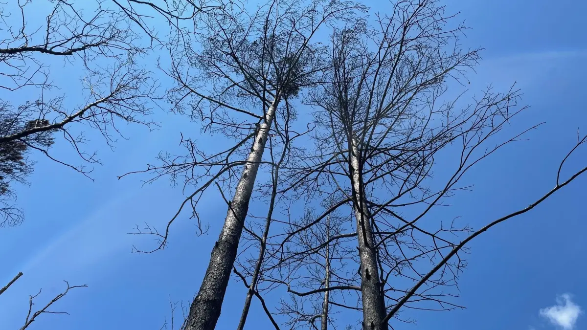 Vollbrand bis in die Wipfel. Riesenrespekt den Kameraden und Helfern, die das Feuer in der Gohrischheide nach Tagen in den Griff bekommen haben.