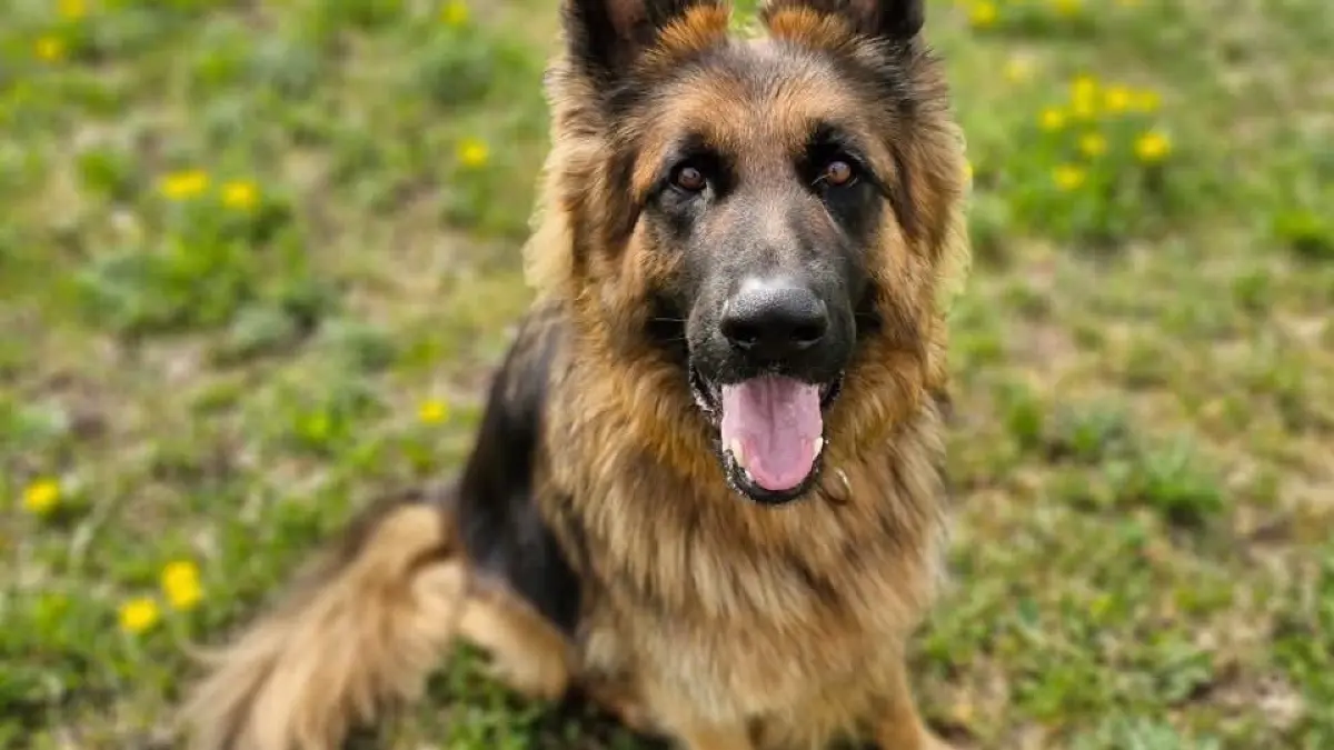 Notfall im Tierheim Tornow: Schäferhund Beki ist erst drei Jahre alt, aber er hat sehr starke Nierenprobleme. Findet der Rüde noch ein schönes Zuhause, bevor er stirbt?