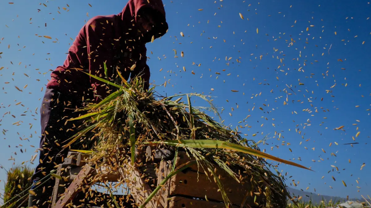 Reisernte in West Java: 02.08.2025, Indonesien, Bayongbong: Ein Bauer erntet Reis. Nach Angaben der Zentralen Statistikbehörde (BPS) lag die monatliche Inflationsrate in Indonesien im Juli bei 0,30 Prozent, was auf die hohen Reispreise zurückzuführen ist. Der durchschnittliche Preis für Reis in den Mühlen stieg im Monatsvergleich um 2,71 Prozent und im Jahresvergleich um 4,14 Prozent. Foto: Algi Febri Sugita/ZUMA Press Wire/dpa +++ dpa-Bildfunk +++