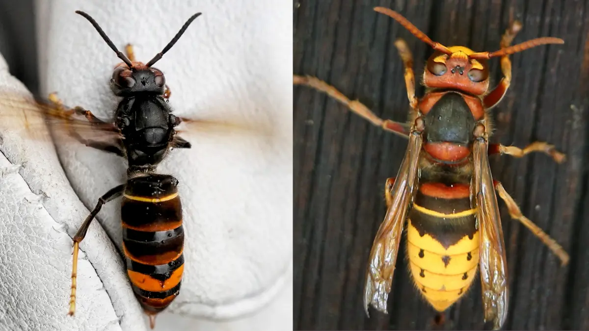Die Asiatische Hornisse (links) und die Europäische Hornisse (rechts) im Vergleich.