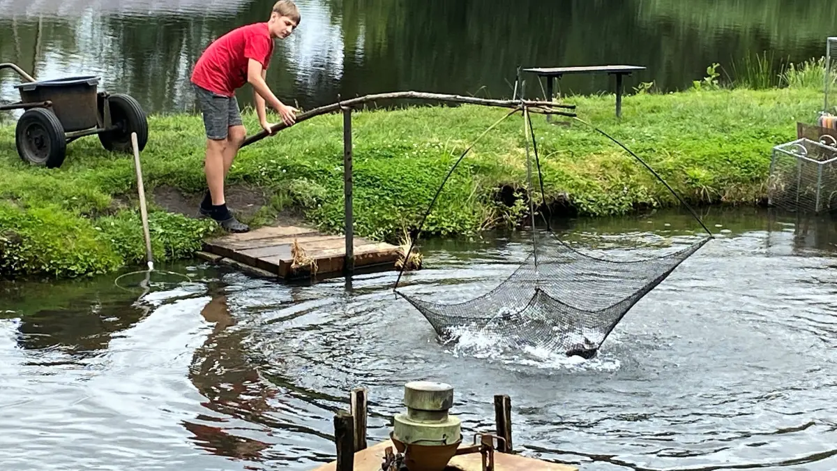 Werden aus dem Wasser gezogen: für den Verkauf bereitgehaltene Forellen im Angelteich in Chlebowo