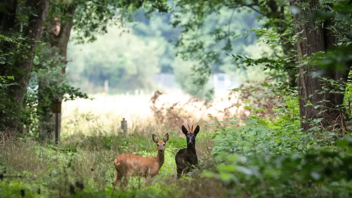 Rehe im Wald in Verden-Eitze: 05.08.2025, Niedersachsen, Verden: Zwei Rehe auf einem Waldweg in Verden-Eitze und blicken in Richtung Kamera. Nach wechselhaftem Wetter in den vergangenen Tagen erwarten Meteorologen zur Wochenmitte Sonne und höhere Temperaturen. Foto: Focke Strangmann/dpa +++ dpa-Bildfunk +++