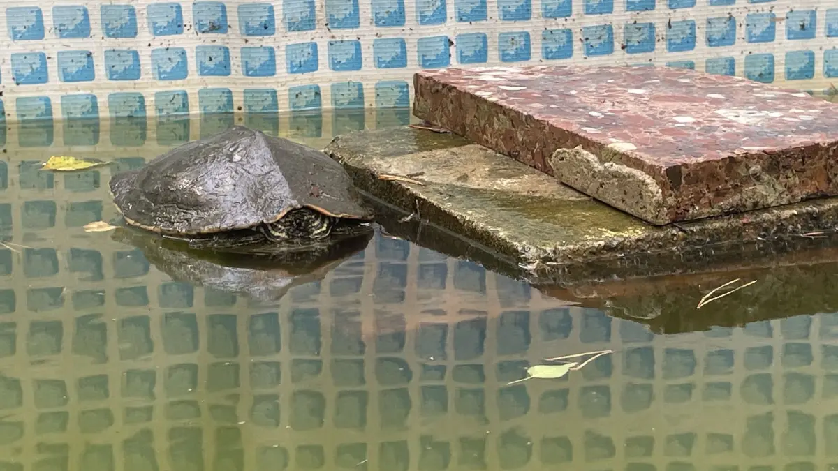 Auch zurück in ihrem ausbruchssicheren Pool verlässt Erna nicht sofort ihre Deckung. Sie wartet als ausgebildete Jägerin auf den richtigen Augenblick, dann verschwindet sie unter Wasser.