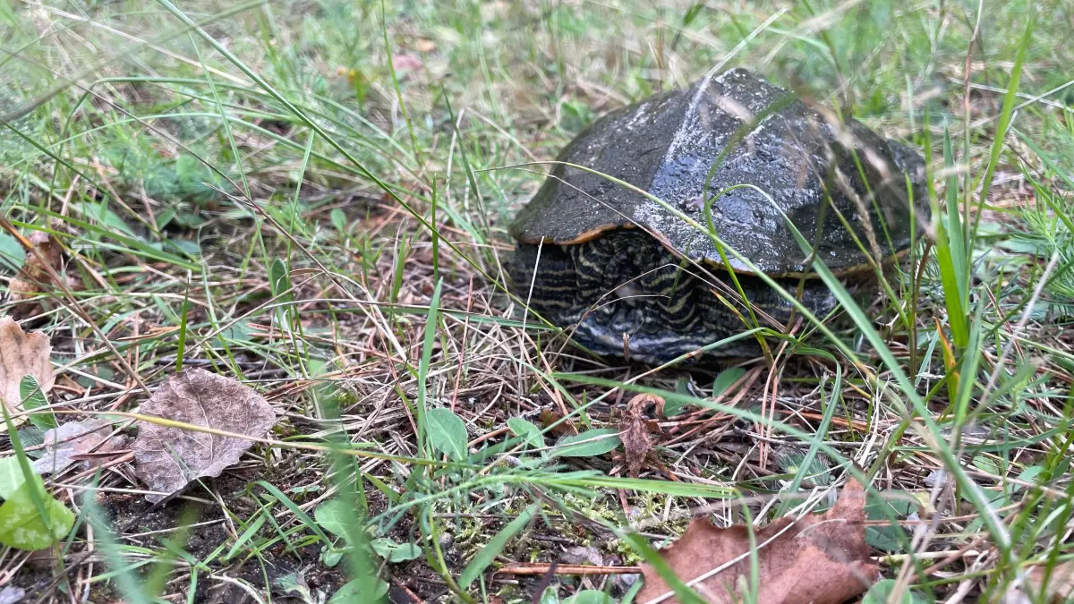 Gelbwangen-Schmuckschildkröte Erna spürt sehr genau, was um sie herum vor sich geht. Ein Portrait gewährt sie nicht, harrt lieber der Dinge, die da kommen.