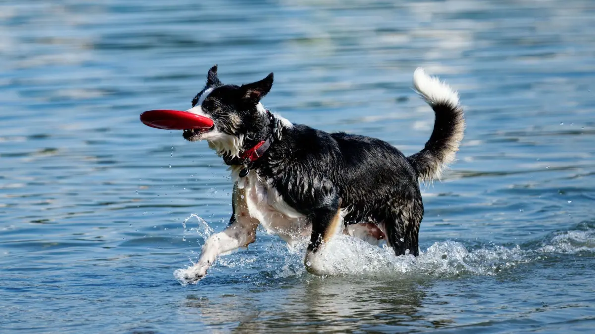 Wetter in Baden-Württemberg: 13.08.2025, Baden-Württemberg, Mannheim: Ein Hund spielt am Ufer des Vogelstangsees mit einer Frisbee-Scheibe. Foto: Uwe Anspach/dpa +++ dpa-Bildfunk +++