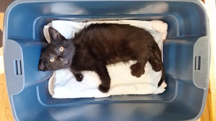 Kater „Batman“ hat den Kampf um sein Leben verloren