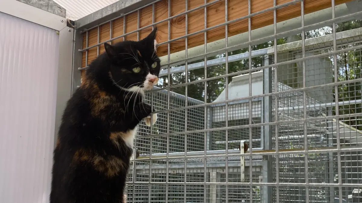 Kommt Mensch Cloe zu nahe, lässt die 11 Jahre alte Europäisch-Kurzhaarkatze die Krallen wo sie sind und zieht sie sich in der Hoffnung zurück, dass die Zweibeiner wieder verschwinden.