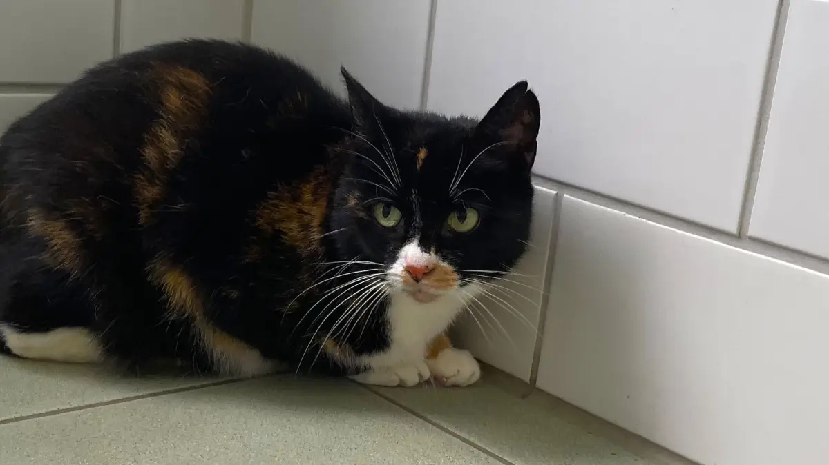 In ihrem Katzenzimmer im Tierheim Märkisch Buchholz mag Katzendame Cloe lieber allein sein. Eine andere Katze würde sie jedoch akzeptieren, meint Tierpflegerin Nancy Seifert.