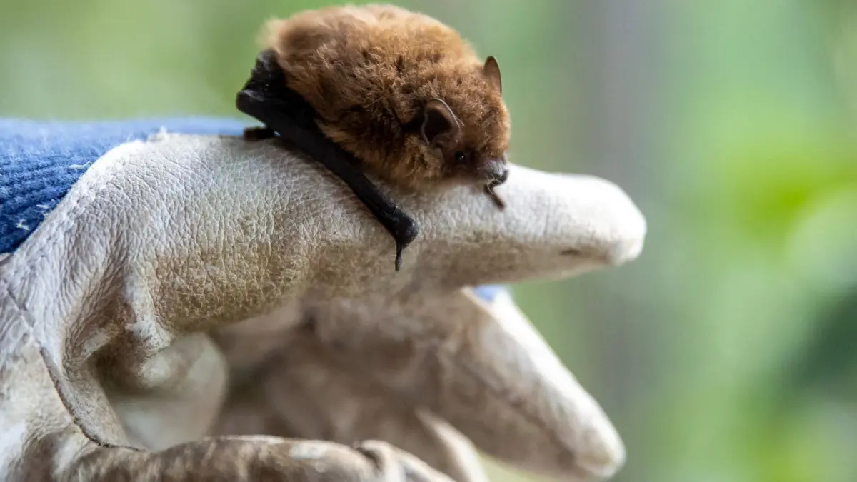 Fledermaus: ILLUSTRATION - Eine Mückenfledermaus auf einer Hand in einer Fledermaus-Auffangstation am 21.07.2021 in Burdfarnbach. Foto: Daniel Karmann
Wer eine Fledermaus findet und bergen will, sollte stets Handschuhe tragen. (zu dpa: «Fledermaus im Haus - was tun?») Foto: Daniel Karmann/dpa/dpa-tmn - Honorarfrei nur für Bezieher des dpa-Themendienstes +++ dpa-Themendienst +++
