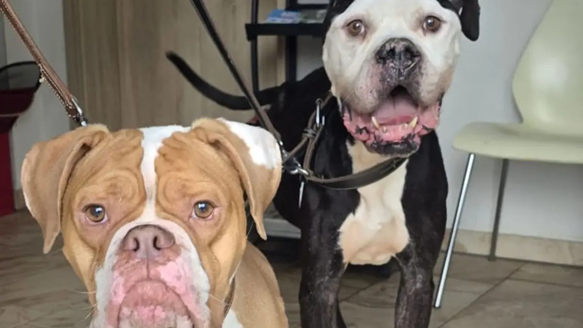 Don und Nero: die beiden reinrassigen Englischen Bulldogggen sind gar nicht so grimmig wie sie vielleicht ausschauen. Das Tierheim am See in Eisenhüttenstadt kann diese beiden Rassehunde abgeben.