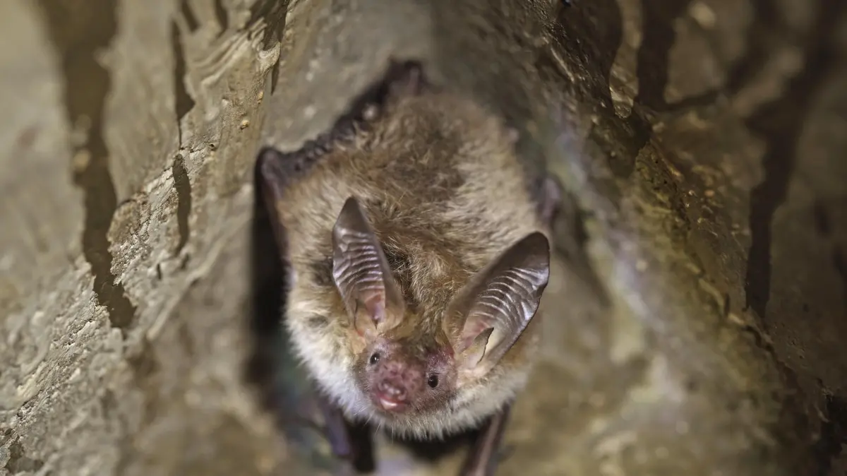 Mit Detektor und Taschenlampe Fledermaeusen auf der Spur: Bechsteinfledermaus (Myotis bechsteinii) (Foto vom 05.11.2025). Fledermaeuse sehen mit den Ohren, fliegen mit den Haenden, schlafen kopfueber und sind streng geschuetzt: Auf "Fledermaustouren", die auch bei der "Batnight" Ende August angeboten werden, kann man die Tiere hautnah erleben. (Siehe epd-Feature vom 28.08.2025) *** Local Caption *** 00529525