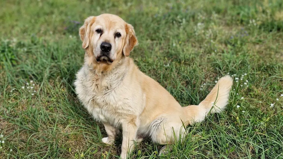 Wegen einer diagnostizierten Epilepsie-Erkrankung sollte der Golden Retriever Rüde Maylo bereits eingeschläfert werden. Doch die Krankheit macht sich aktuell kaum noch bemerkbar. Jetzt sucht das Tierheim Tornow ein neues Zuhause für den Hund.