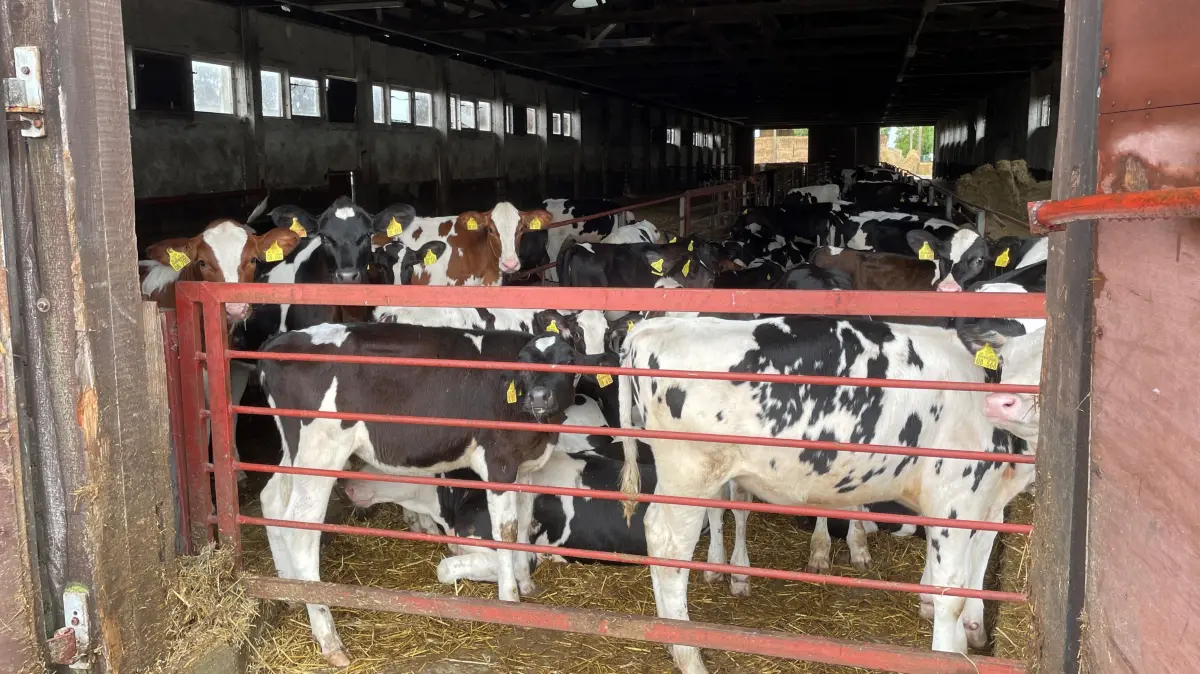 Die Rückkehr der Milchkühe: In Sophienthal sind jetzt bereits wieder Jungrinder in den Ställen.