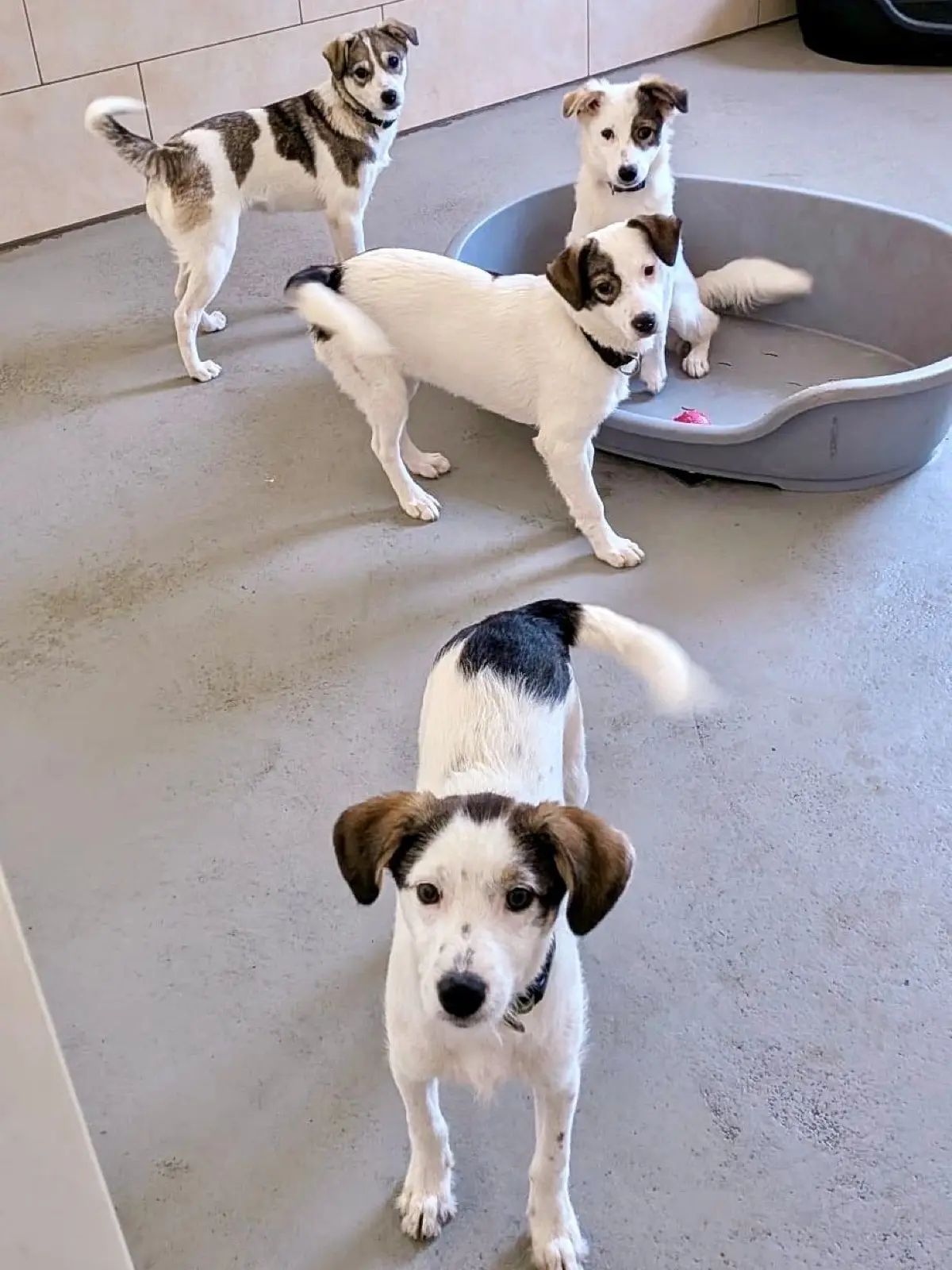 Vier Hundewelpen aus Rumänien im Tierheim Tornow suchen ein neues Zuhause.
