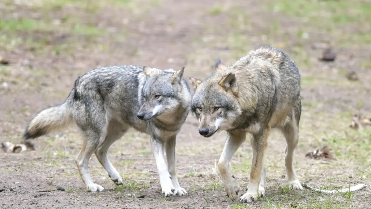 Wölfe: ARCHIV - 15.04.2021, Brandenburg, Schorfheide/Ot Groß Schönebeck: Wölfe laufen im Wildpark Schorfheide durchs Gehege. (zu dpa: «Bund unterstützt Wolfsjagd in Problemgebieten») Foto: Soeren Stache/dpa-Zentralbild/dpa +++ dpa-Bildfunk +++