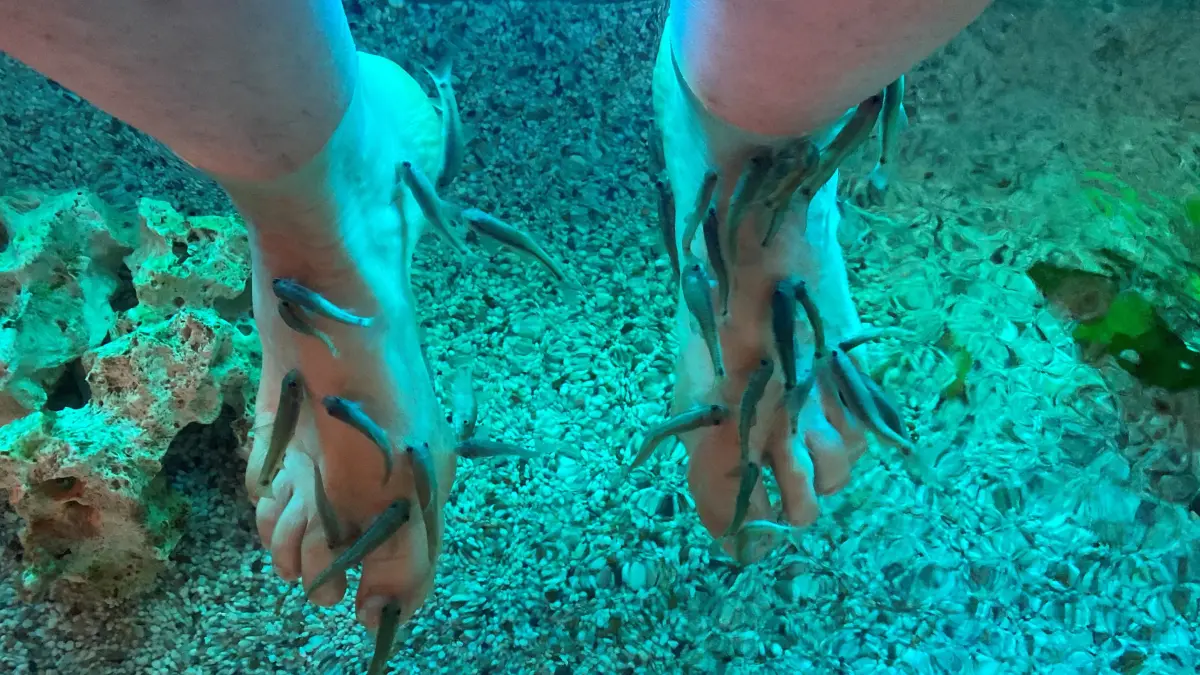 Knabbern Hautreste weg: rötliche Saugbarben. Sie können auch als reine Aquariumfische gehalten werden.