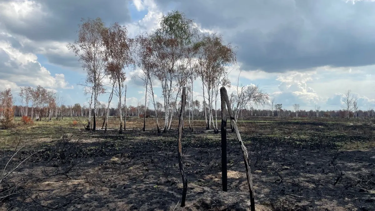 Auf den Offenflächen hat der Waldbrand in der Gohrischheide sogar eine gute Seite: Die Heide verjüngt sich, sprießt kräftiger.
