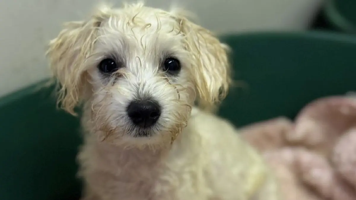 Welpe Olaf ist vier Monate alt. Der Bolonka-Zwetna-Pudelmischling ist durch eine Sicherstellung des Berliner Veterinäramtes zusammen mit 25 weiteren Hunden im Tierheim Tornow aufgenommen worden. Jetzt sucht er ein neues Zuhause.