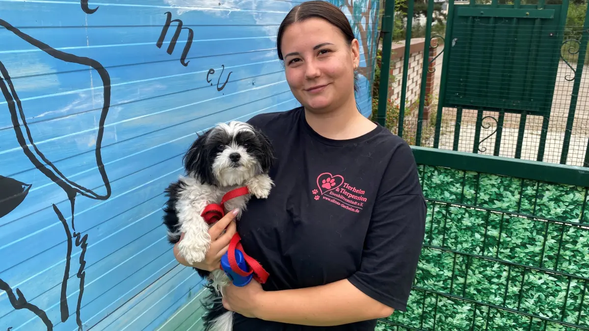 Sucht ein neues Zuhause: der fünfjährige Bolonka Balu. Tierheimleiterin Alina Thiele hat ihn vor wenigen Minuten in ihrer Einrichtung an der Oderlandstraße in Eisenhüttenstadt erhalten.