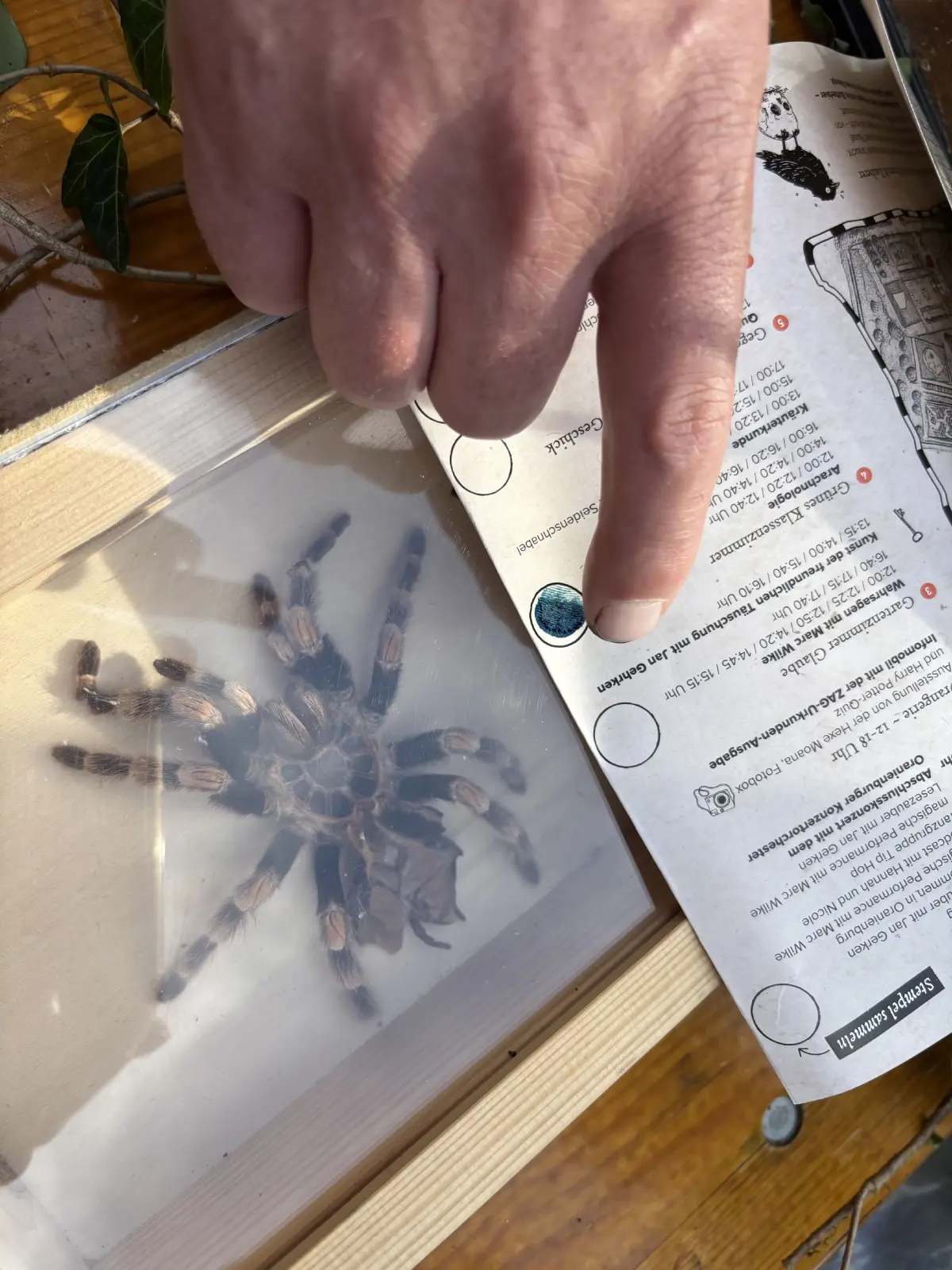 Keine Angst vor Spinnen.... Hier wurde Wissen mit einem Stempel belohnt.