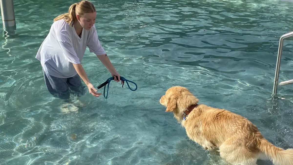 Wagt gleich den Sprung zu Isabell Maslack ins Nass: der Golden Retriever Cooper