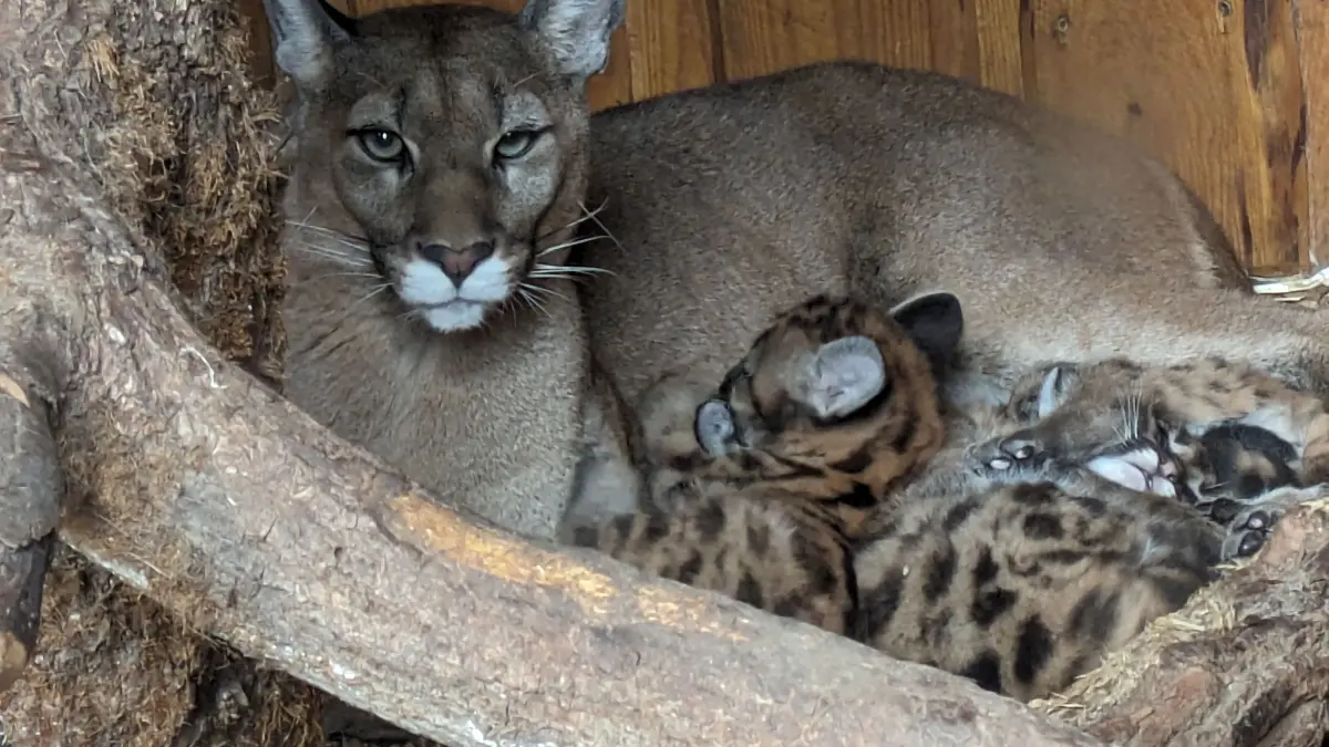 Stolze Mama: Die Puma-Katze „"Amaira" “hat im Tierpark Germendorf bei Oranienburg drei Babys auf die Welt gebracht. Die Raubkatze ist erst wenige Woche in Oberhavel. Die Schwangerschaft war nicht geplant.