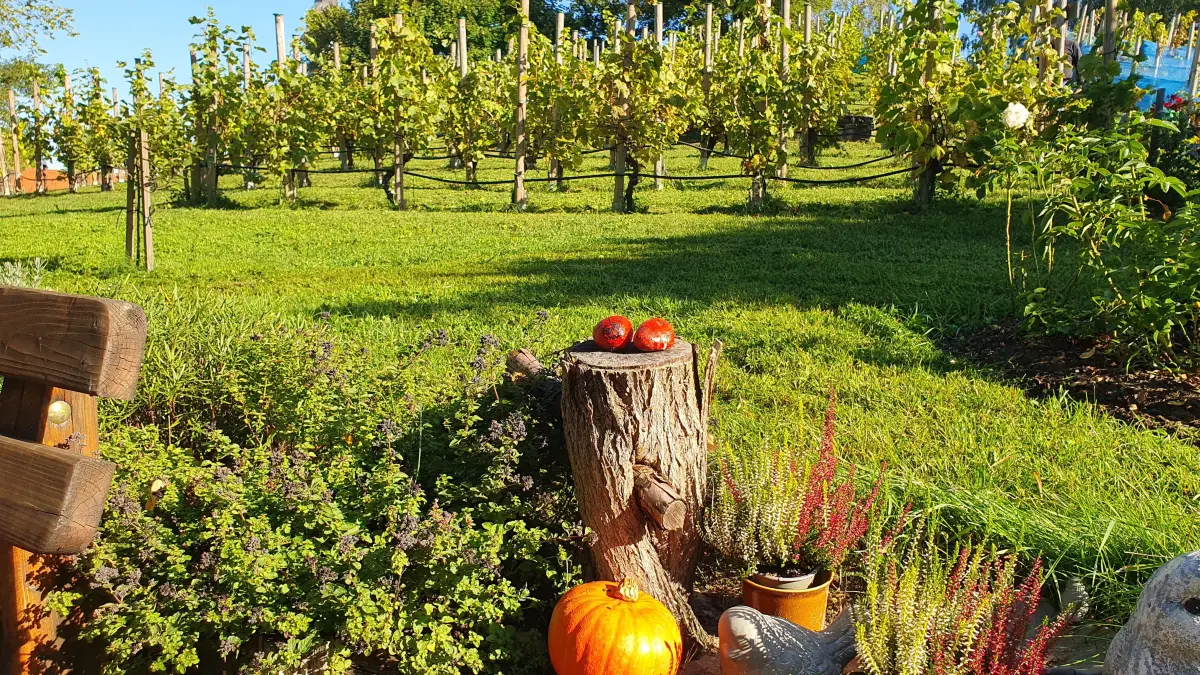 Weinberg Scheibe in Neuzelle