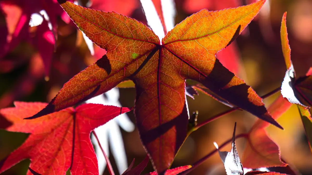 Herbstliches Wetter: ARCHIV - 23.09.2025, Sachsen, Zwickau: Im Gegenlicht der Herbstsonne leuchtet das Blatt eines Amerikanischen Amberbaums in Zwickau. (zu dpa: «Herbst findet zurück zur 20-Grad-Marke») Foto: Hendrik Schmidt/dpa +++ dpa-Bildfunk +++