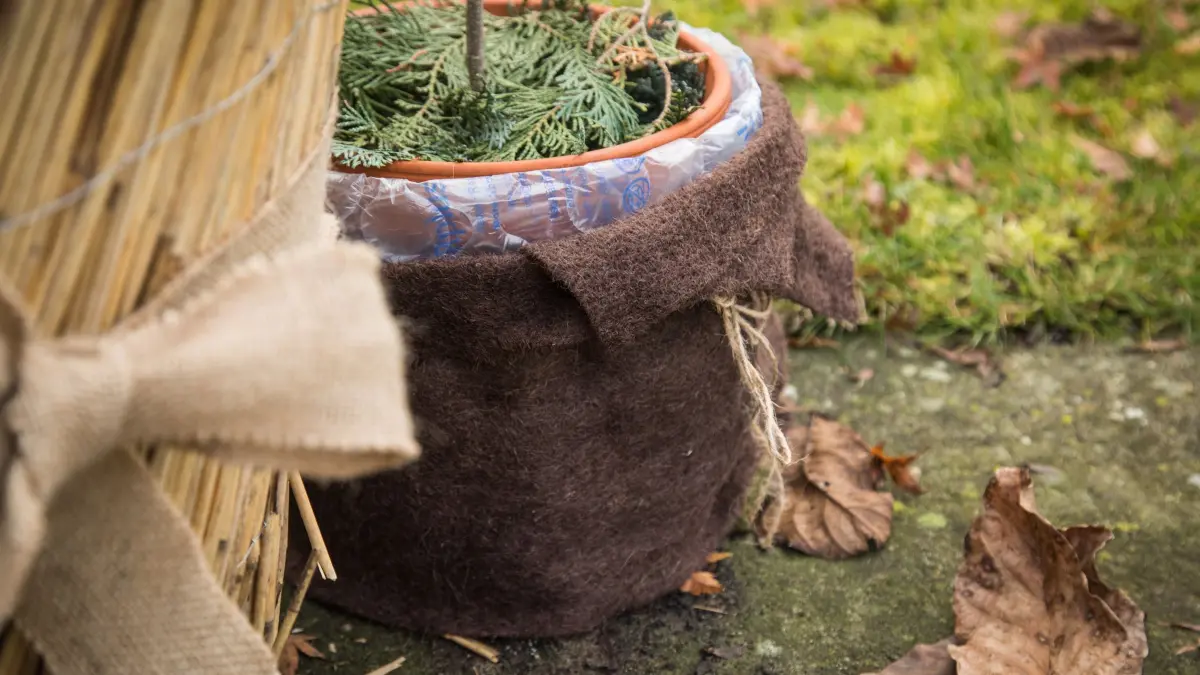 Garten winterfest machen - Olivenbaum: ILLUSTRATION - Dick eingepackt für die kalten Nächte: Mit isolierendem Material können Topfpflanzen auch im Herbst noch draußen stehen bleiben. Foto: Christin Klose/dpa-mag - Honorarfrei nur für Bezieher des Dienstes dpa-Magazin +++ dpa-Magazin +++