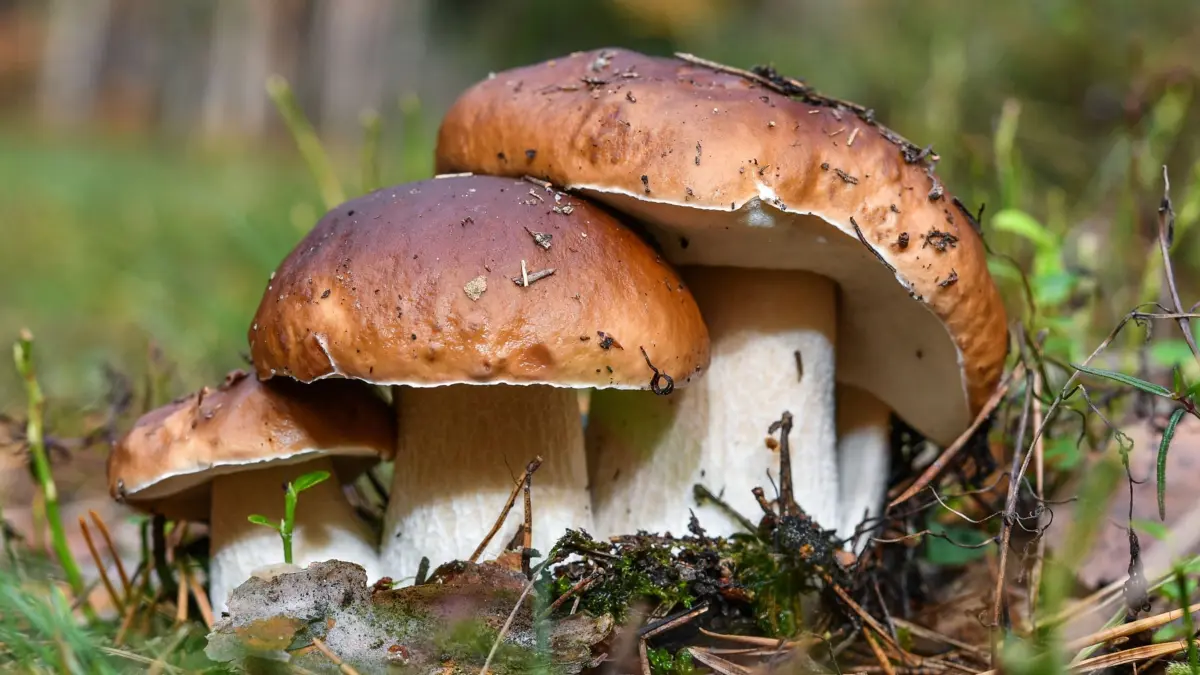 ARCHIV - 26.09.2017, Brandenburg, Biegen: Drei Steinpilze wachsen eng beieinander. Pilzsammler müssen sich in diesem Jahr voraussichtlich auf eine magere Ausbeute einstellen. Wegen der langen Trockenheit sind in vielen Regionen bisher nur wenig Speisepilze zu finden. Foto: Patrick Pleul/dpa-Zentralbild/dpa +++ dpa-Bildfunk +++