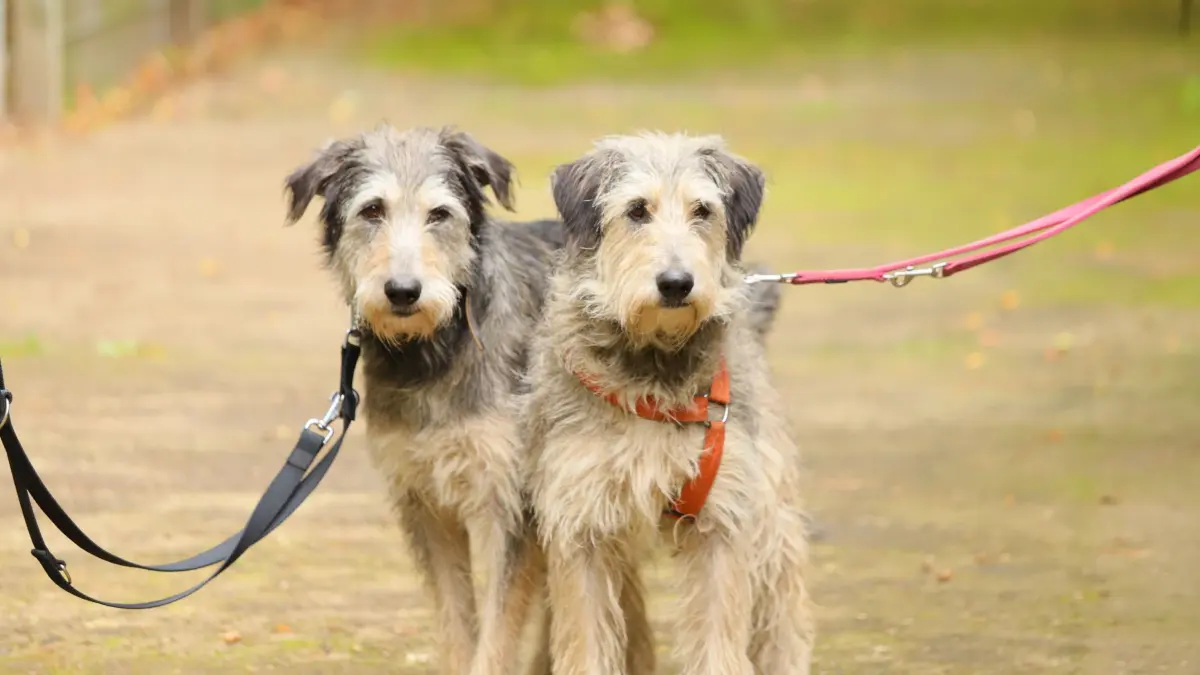 Neugierig, aber zurückhaltend: Die russischen Hündinnen Katty und Kassy warten im Tierheim Fürstenwalde auf ihr erstes, eigenes Zuhause.
