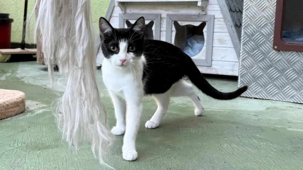 Tierheim Schwedt: Tierheim Schwedt: Katze Nette ist schon etwas zutraulicher, ihre Neugier hilft beim Kontakt mit Menschen.
