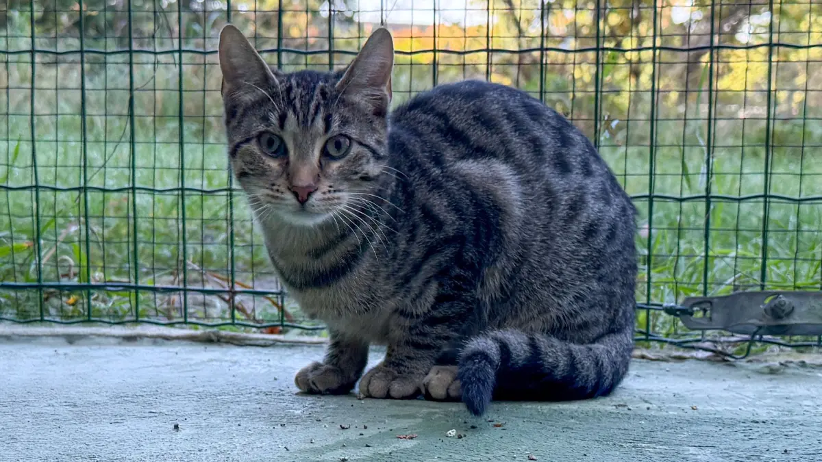 Tierheim Schwedt: Tierheim Schwedt: Butti hat seinen Namen seinem Funort zu verdanken.