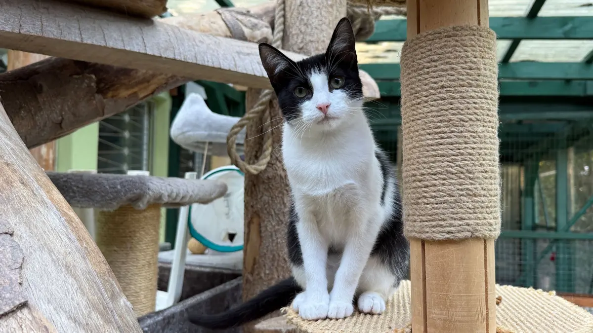 Tierheim Schwedt: Tierheim Schwedt: Katze Nette ist schon etwas zutraulicher, ihre Neugier hilft beim Kontakt mit Menschen.