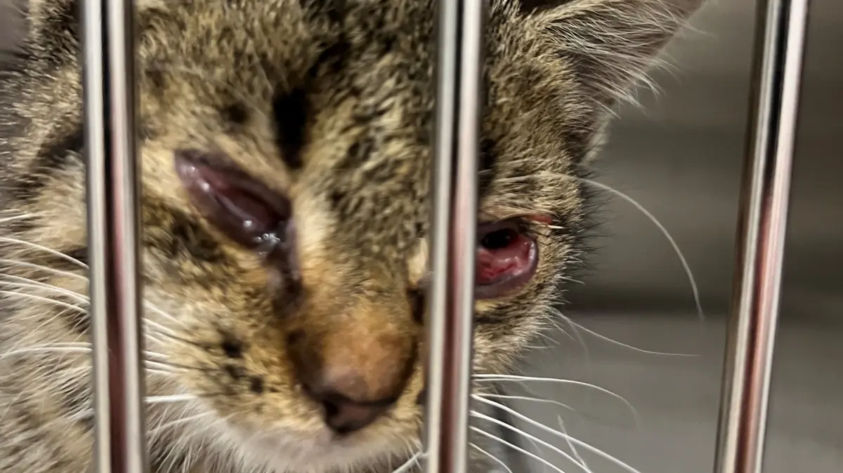 Viele Krankheiten: Verwilderte Katzen haben oft auch Katzenschnupfen. „Es ist ein großes Tierleid“, sagt die Kreistagsabgeordnete und Tierärztin Sabine Buder (BVB/ Freie Wähler).