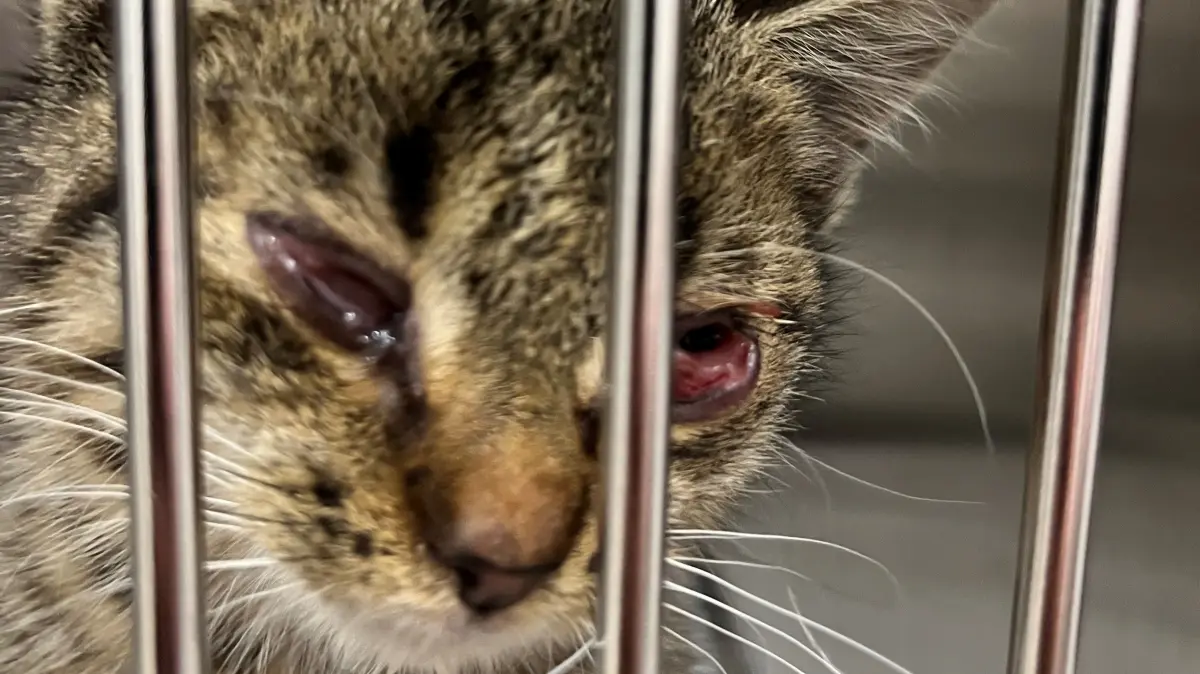 Viele Krankheiten: Verwilderte Katzen haben oft auch Katzenschnupfen. „Es ist ein großes Tierleid“, sagt die Kreistagsabgeordnete und Tierärztin Sabine Buder (BVB/ Freie Wähler).