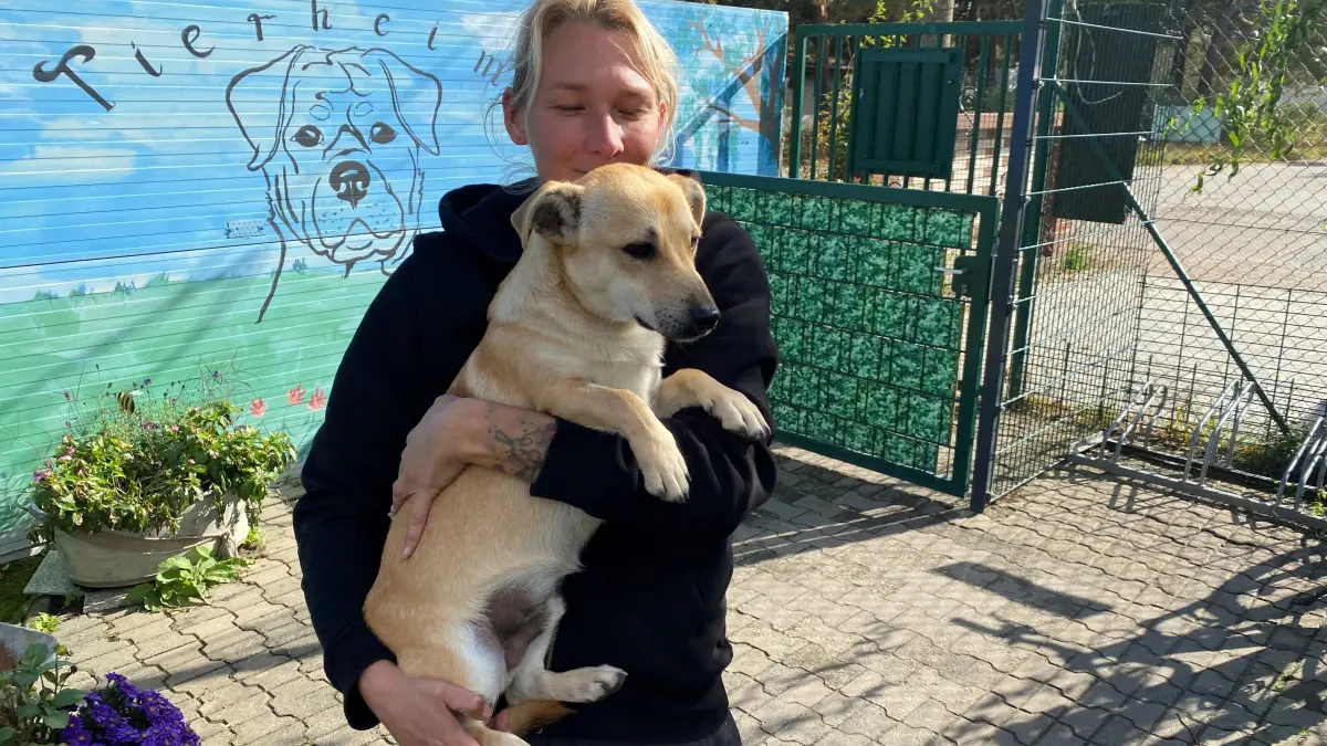 Sucht ein neues Zuhause: Tierheim-Mitarbeiterin Kathleen Bonack präsentiert den zehn Monate alten Mischling Alexander. Der Rüde lebt im Tierheim an der Oderlandstraße in Eisenhüttenstadt.
