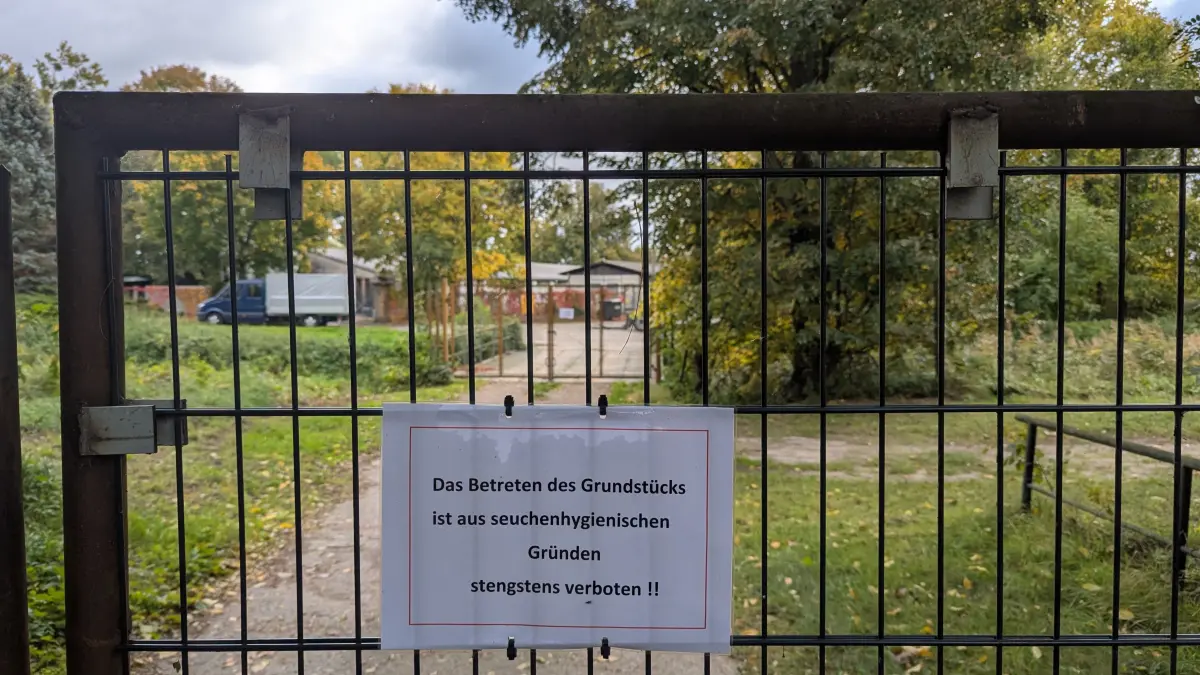In einem Betrieb in Altfriedland wurde die Geflügelpest, genauer das hochansteckende H5N1-Virus, festgestellt.
