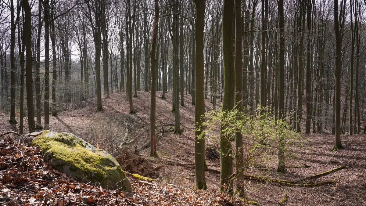 Unesco-Weltnaturerbe Buchenwald Grumsin: ARCHIV - 11.04.2022, Brandenburg, Angermünde: Die Sonne scheint zwischen den noch kahlen Bäumen nahe dem Ort Altkünkendorf im Grumsiner Forst über dem 139 Meter hohen Blocksberg. Der Grumsin liegt im Biosphärenreservat Schorfheide-Chorin. (zu dpa: «Neue Audio-Tour macht Buchenwald Grumsin zum Hörerlebnis») Foto: Soeren Stache/dpa +++ dpa-Bildfunk +++