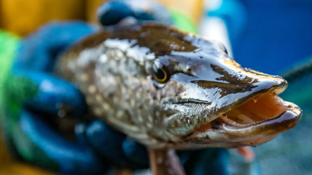 Abfischen am Dorchesee: 18.10.2025, Brandenburg, Neuzelle Schwerzko: Ein Hecht wird beim Abfischen des Dorchesees von einem Fischer gehalten. Die Vereinsmitglieder des Fischerei- und Naturschutzvereins Dorchesee Schwerzko e.V. erwarten einen Ertrag von etwa einer Tonne Fisch - vorwiegend Karpfen, aber auch Hechte, Schleie und Welse. Foto: Frank Hammerschmidt/dpa +++ dpa-Bildfunk +++